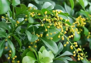 家养植物怎么施肥,家养植物科学施肥全攻略
