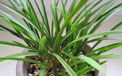 种植兰花小苗要注意什么,兰花小苗种植注意事项全解析