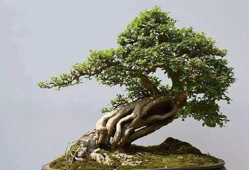 竹柏怎么修剪造型,塑造自然与和谐之美