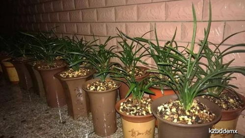 白鹤芋多久浇一次水,四季浇水量与频率解析