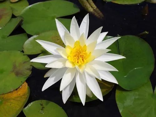 白睡莲是什么花,清新脱俗的水中仙子