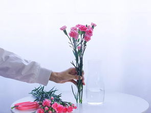 康乃馨怎么养多头,打造繁花似锦的美丽花园