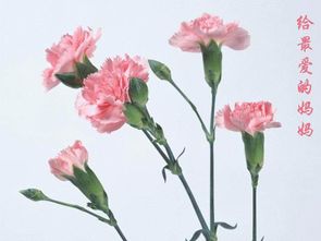 东北康乃馨俗称什么树,俗称“紫丁香”的浪漫之树