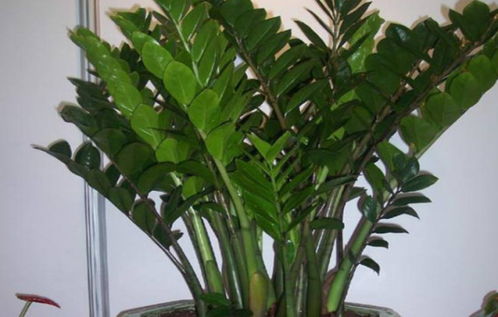 金钱树和橡皮树哪个好,家居绿植养护对比解析