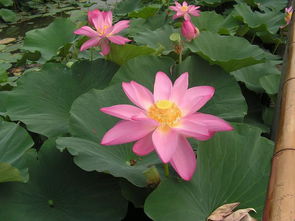 莲花长什么样的,探寻自然之美