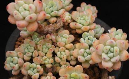 有香味的多肉有哪些品种,盘点多肉植物中的香气使者