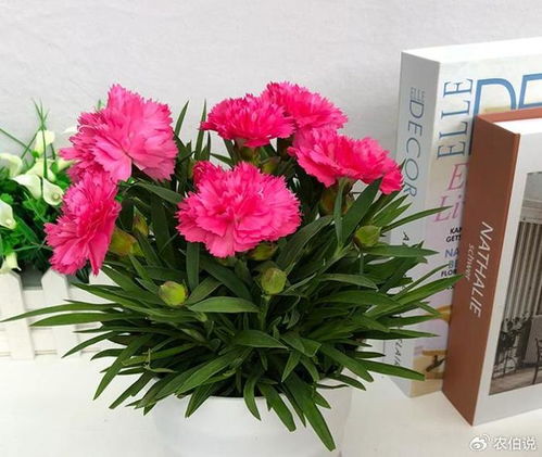 康乃馨怎么开花好看又好养,花开艳丽，养护轻松