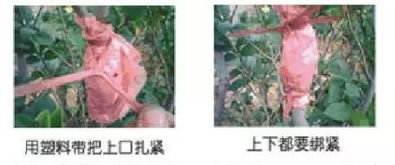 怎么种植花草教程图片视频,自制花卉营养土最简单的方法