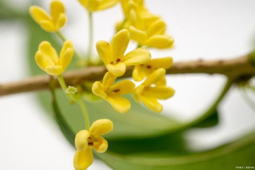 桂花叶尖枯焦怎么修复,桂花叶尖枯焦问题解析与修复策略