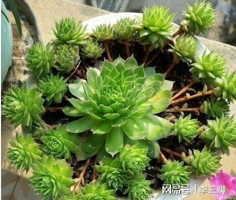 爆盆草花康乃罄怎么养,养护指南与生长秘诀