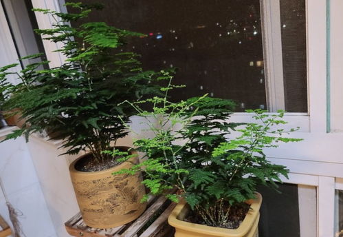 文竹为什么不能分株