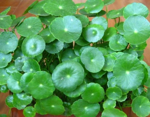夏天有什么植物,夏季植物生长概览