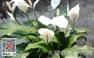 一帆风顺花怎么养,轻松养出美丽与好运