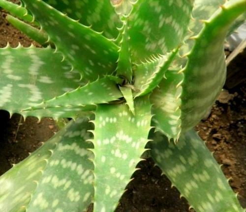 芦荟是什么类植物,神奇的多肉植物家族成员