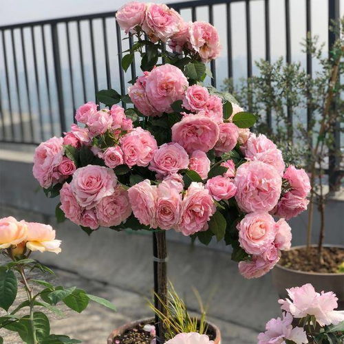 花需不掉的藤本月季怎么养,阳光是它们的“小太阳”