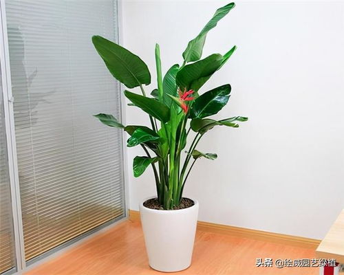 天堂鸟绿植怎么养,从土壤到光照,一网打尽养护秘诀