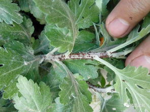 菊花什么原因长虫子,揭秘虫害滋生之谜