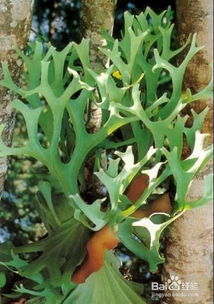 鹿角蕨怎么绑,自然之美与创意融合的完美呈现