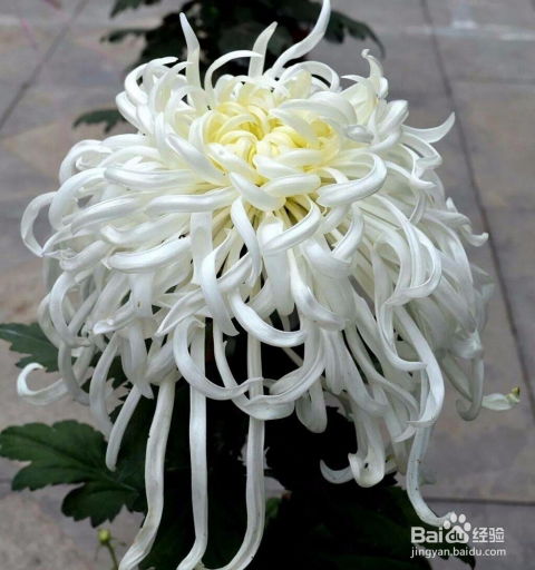 菊花的特点象征着什么