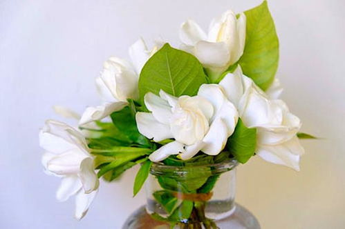 什么花肥能让花特别鲜艳,揭秘让花朵绽放艳丽光彩的神奇花肥