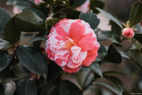 山茶花施什么肥,科学施肥,助力繁花似锦