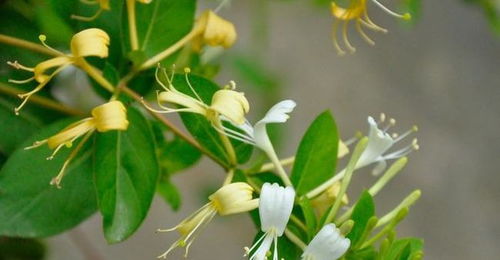 金银花为什么没有花,为何花而不见花之谜