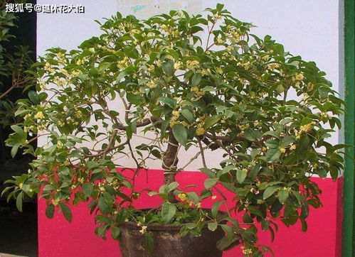 怎么栽盆栽桂花,桂花盆栽栽培技巧全解析