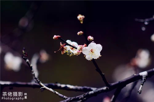 梅花什么季节开花,香自苦寒来——梅花盛放之季
