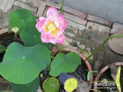 荷花如何种植,从种子处理到养护技巧