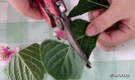 唐印的叶子怎么剪下,匠心独运的剪裁艺术