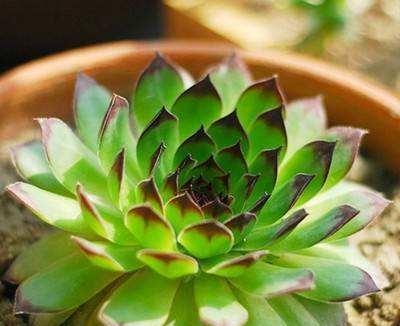 多肉植物观音莲怎么养,从土壤到光照，轻松养出美丽莲座