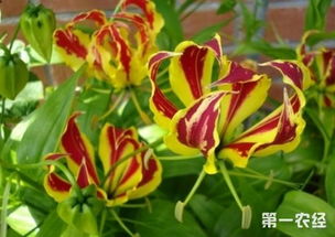 百合花鲜花如何生根