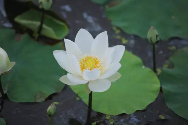 荷花花朵有什么特点,绚烂多姿,清香四溢