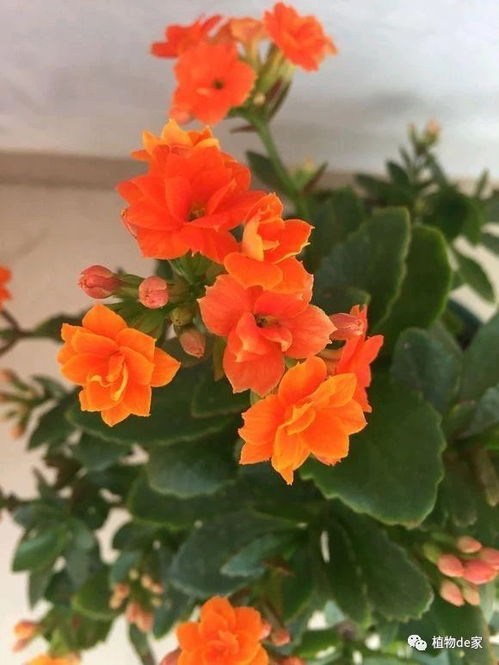 长寿花哪个品种开花早,长寿花早花品种精选