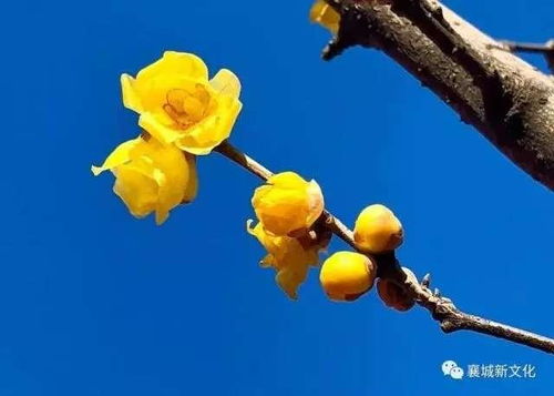 腊梅花截枝后如何保存,腊梅花截枝保存技巧详解