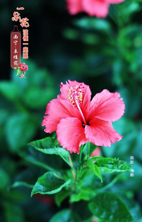 南宁市市花是什么
