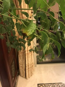 幸福树叶用什么擦,揭秘神奇擦拭剂的神奇魔力