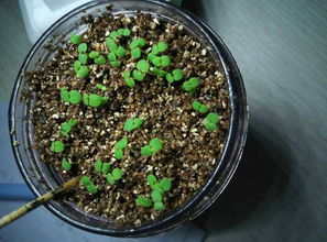 弹簧草0怎么浇水,掌握水分平衡,培育健康植株