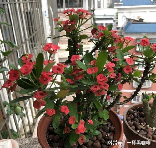 虎刺梅怎么修剪,塑造完美株型，焕发盎然生机