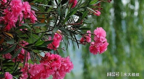 养什么花不影响健康,选择健康之花,打造绿色生活空间
