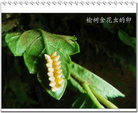 榆树虫的天敌是什么,揭秘榆树虫的神秘天敌