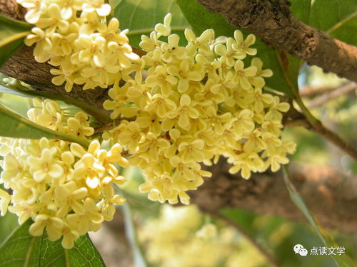 桂花像什什么原因,探寻其独特魅力的生成奥秘