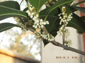 我桂花怎么吃,传统与创新桂花食用指南