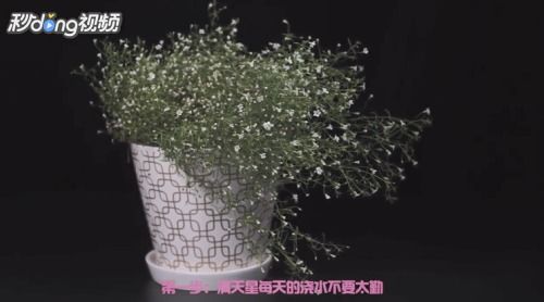 满天星该如何养殖,培育繁花似锦的室内绿植