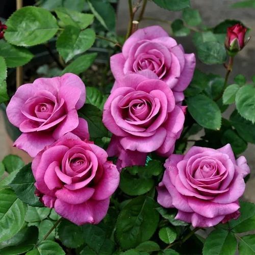 月季花在雪里开花吗怎么养,月季花在雪里开花吗？