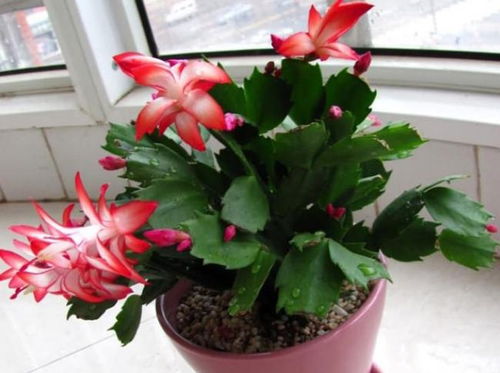 蟹爪兰怎么养才能开花,掌握七要点，花开爆盆不是梦”