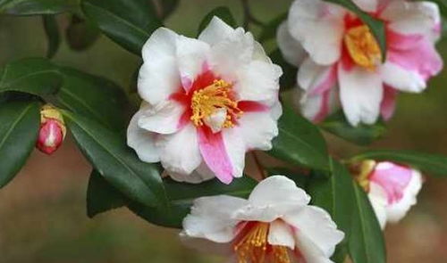 山茶花长什么样,花中珍品，形态各异，色彩斑斓