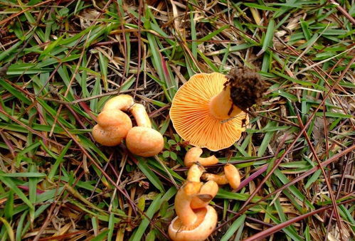 青龙山枞树菌种植基地电话