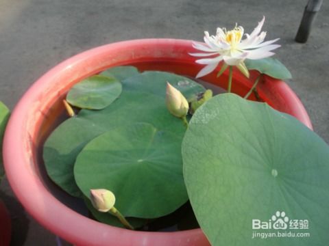 如何种植碗莲