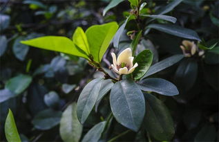 含笑花修剪后多久发芽,含笑花修剪后迅速发芽的秘密